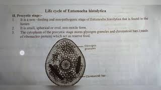 ENTAMOEBA HISTOLYTICA  NOTES   INTER 1ST YEAR  BY PHANINDRA GUPTA [upl. by Peatroy]