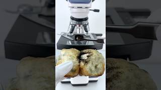 Moldy Bread Under The Microscope moldybread underthemicroscope shorts [upl. by Tierza237]