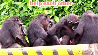 Chimpanzees help each other every day🐵🐵黑猩猩們每日互相幫助 [upl. by Ahsiuqat]