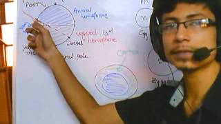 Developmental biology part 1  introduction and grey crescent formation [upl. by Ahtiekahs]