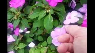 How to Harvest Free Impatiens Seeds [upl. by Stenger]