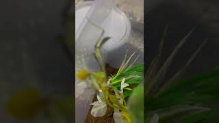 Hierodula Membranacea eating a cricket bug joeyy mantis familia artist [upl. by Nyrek]