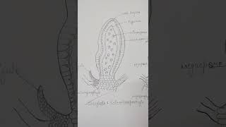 Botany🌿 selaginella of LS🥰 microsporangium🔥LS of megasporangium✍🏻 [upl. by Leid]