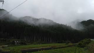 ①雨の 北山杉 と霧 KitayamaCedars in the rain and fog 京都府 南丹市 Nantan City Kyoto Prefecture 東山魁夷 [upl. by Enylekcaj864]