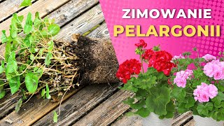 Jak przechowywać pelargonie przez zimę –2 sposoby [upl. by Miranda276]