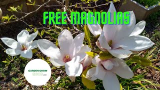 How to Propagate Magnolias For FREE From Cuttings [upl. by Conger387]