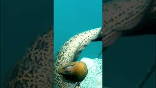 Moray eel  sorsogonspearos fishing spearfishingph spearfishing fish gatbo baconsorsogon [upl. by Aivata]