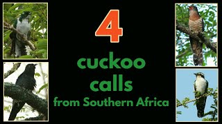 4 CUCKOO CALLS from Southern Africa [upl. by Abba856]