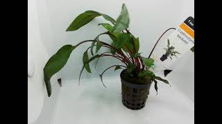 Cryptocoryne beckettii [upl. by Ches729]