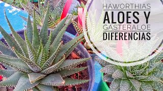 Haworthia aloe y gasteraloe cómo diferenciarlas correctamente [upl. by Amber]