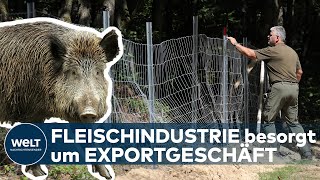 Afrikanische SCHWEINEPEST Fleischwirtschaft bangt um globales Exportgeschäft [upl. by Lyndes94]