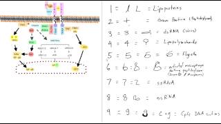 Toll Like Receptors Mnemonic [upl. by Ailene]