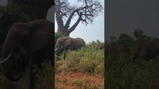 Tarangire National Park [upl. by Aleakcim]