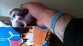 Ferret shows human her babies [upl. by Prisilla555]