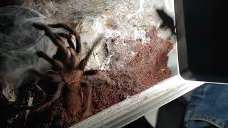 Chilobrachys natanicharum female C호피딩 [upl. by Ollopa]