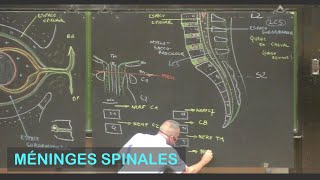 Anatomie des méninges spinales Neuroanatomie 2 [upl. by Hermes42]