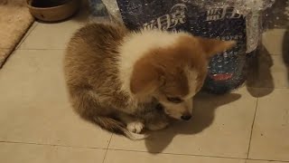 Heartbreaking of a blind puppy terrified trying to hide in a corner away from everything [upl. by Waylen]