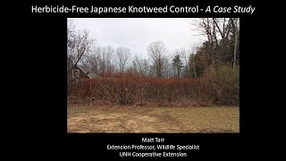 HerbicideFree Japanese Knotweed Control  A Case Study [upl. by Olson]