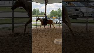 Palomino Colt’s Second Ride  Horse Training [upl. by Yvor]