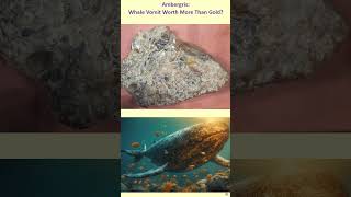 Ambergris Whale Vomit Worth More Than Gold ambergris whalevomit whales [upl. by Jameson244]