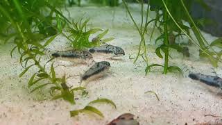 Corydoras habrosus [upl. by Cirtemed]