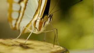 Malachite Siproeta stelenes Syn Nymphalis stelenes or Papilio stelenes Ƹ̵̡Ӝ̵̨̄Ʒ﻿ [upl. by Nautna]