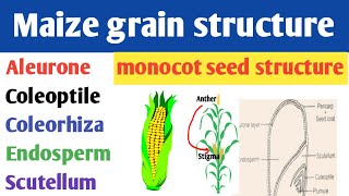 Structure of maize grain  Endospermic seed structure  monocot seed structure  Scutellum [upl. by Nela]