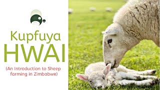 Hwai Special Kupfuya Hwai  Introduction To Sheep Farming in Zimbabwe  Agriculture  Farming [upl. by Gomer431]