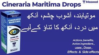 Masood Cineraria maritima eye drops Homeopathic medicine benefits  Cineraria maritima drops uses [upl. by Adiam]