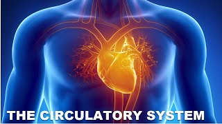 The Circulatory system [upl. by Norb211]