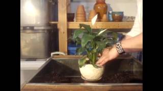 Tips for Successfully Growing a Peace Lily  Repotting a Peace Lily  Houseplants [upl. by Evangeline722]