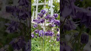 Meine 13 LIEBLINGSPFLANZEN für den Frühlingsgarten🌿🌸 gardening frühlingsblumen garten [upl. by Sirac857]