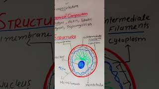 structure cytoskeleton cellbiology scienceeducation bioscience [upl. by Assila]