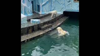 Polar bears playing at the zoo 🐻‍❄️ animals funny National Geographic travel [upl. by Shriner]