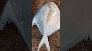 Paplet fishcuttin viralvideo seafood fish food fishcuttingskill freshwaterfish fishing [upl. by Elenaj]