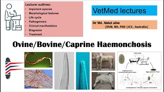 Haemonchosis in sheep and goat A challenging parasitic infection AZ [upl. by Dudley834]