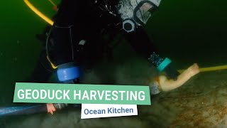 Geoduck Harvesting in Action  Ocean Kitchen [upl. by Ane]