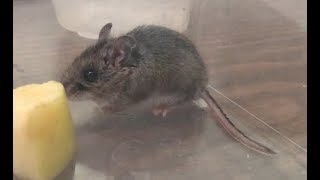 A deer mouse in the house [upl. by Schurman]