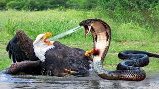 Eagle Vs Snake Eagle Fights Hard When Encountering The Most Poisonous Snake And What Happens [upl. by Lucien798]