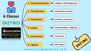 Classification and Nomenclature of Enzymes with Examples  6 Classes of Enzymes with Examples [upl. by Ecirtac]