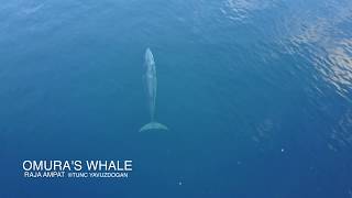 Omuras Whale at Papua Explorers [upl. by Costello247]