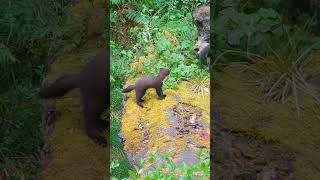 Pine marten kits in the Forest of Dean [upl. by Aileve560]