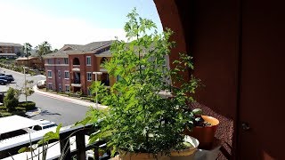 Growing Sweet Wormwood from Seeds for 165 Days [upl. by Timon918]