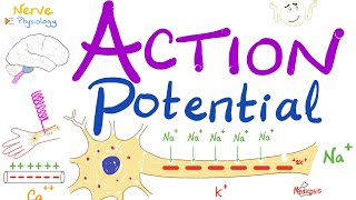 Action Potential  Most COMPREHENSIVE Explanation  Nerve Physiology [upl. by Streeto]