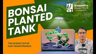 Bonsai Aquarium Tank with Sreepadma Plants [upl. by Temp]