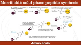 Merrifield’s solid phase peptide synthesis [upl. by Zena]