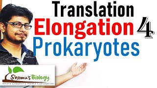 Translation elongation  translation in prokaryotes lecture 4 [upl. by Featherstone424]