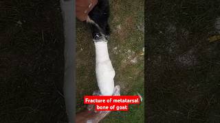 Fracture of metatarsal bone in goat goat fractureorthopedic plaster of Paris bandagesplint vets [upl. by Lyontine]