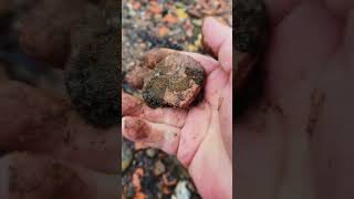 Is this a Coin lodged in the Silt Mudlarking Thames London [upl. by Otsirave]