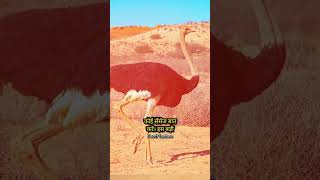 Funny facts about Ostrich😅  Horse vs Ostrich who is faster facts shorts [upl. by Krause27]